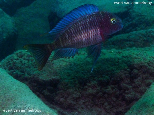 Tropheus moorii 'Lufubu South' (Kasenga)